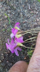 Oxalis monophylla