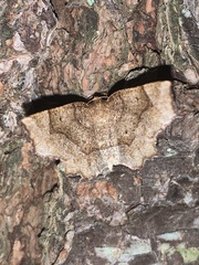 Metarranthis indeclinata