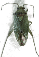 Bipuncticoris