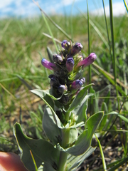 Penstemon nitidus