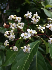 Nectandra hihua