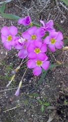 Oxalis monophylla