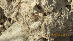 Paraphrynus mexicanus