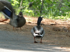 Anas platyrhynchos