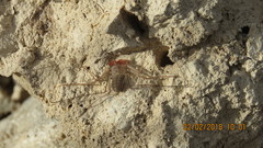 Paraphrynus mexicanus