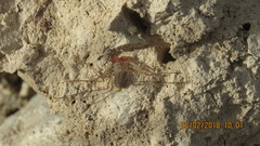 Paraphrynus mexicanus