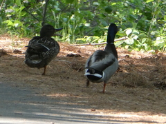 Anas platyrhynchos