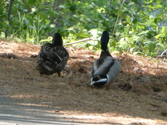Anas platyrhynchos