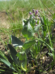 Penstemon nitidus