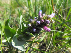 Penstemon nitidus