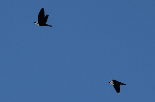iNaturalist observation photo of Cedar Waxwing