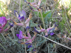 Astragalus missouriensis
