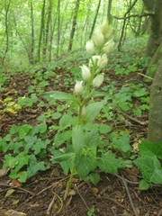 Cephalanthera damasonium