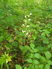 Cephalanthera damasonium