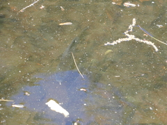 Lepomis