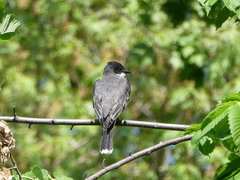 Tyrannus tyrannus