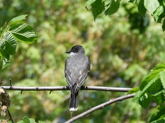 Tyrannus tyrannus