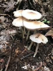 Marasmius nigrodiscus
