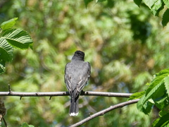 Tyrannus tyrannus