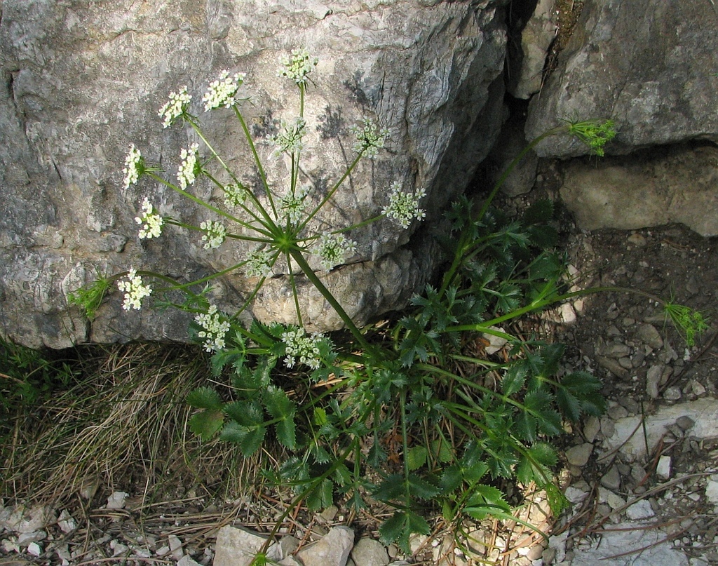 Hladnikia