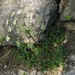 Hladnikia pastinacifolia - Photo (c) Alenka Mihoric,  זכויות יוצרים חלקיות (CC BY-NC), הועלה על ידי Alenka Mihoric