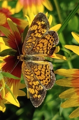 Phyciodes tharos