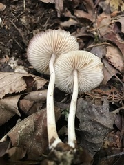 Marasmius nigrodiscus