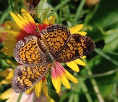 Phyciodes tharos