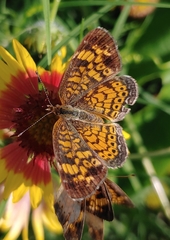 Phyciodes tharos