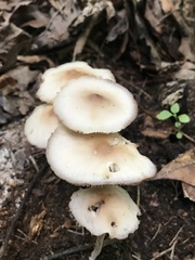 Marasmius nigrodiscus