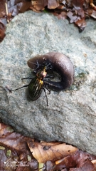 Carabus solieri liguranus