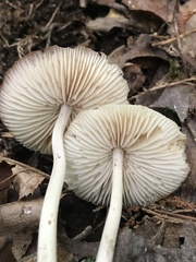 Marasmius nigrodiscus