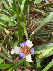 Trimezia gracilis