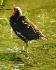 Gallinula chloropus