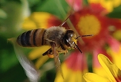 Apis mellifera