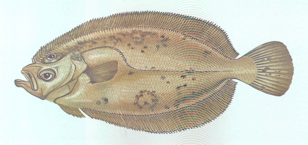Megrum Megrim (Lepidorhombus whiffiagonis) - Marine Life Identification