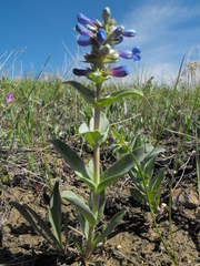 Penstemon nitidus
