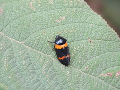 Cosmoscarta abdominalis