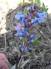 Penstemon nitidus