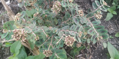 Image of Bertero's Sandmat (Euphorbia berteroana) by (c) Tereso Hernández Morales, some rights reserved (CC BY)