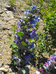 Penstemon nitidus