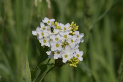 Armoracia sisymbrioides