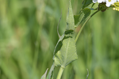 Armoracia sisymbrioides