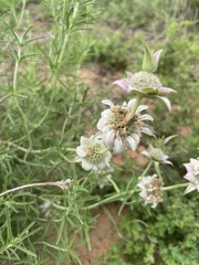 Monarda fruticulosa
