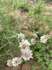 Monarda fruticulosa