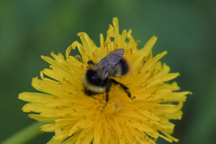 Bombus sichelii