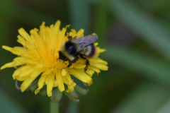Bombus sichelii