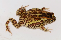 Sclerophrys kerinyagae