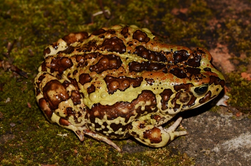 Keith's Toad, Sclerophrys kerinyagae
