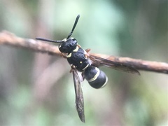 Parancistrocerus minimoferus